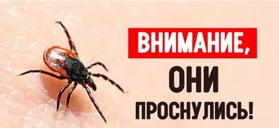 Внимание! Они проснулись!